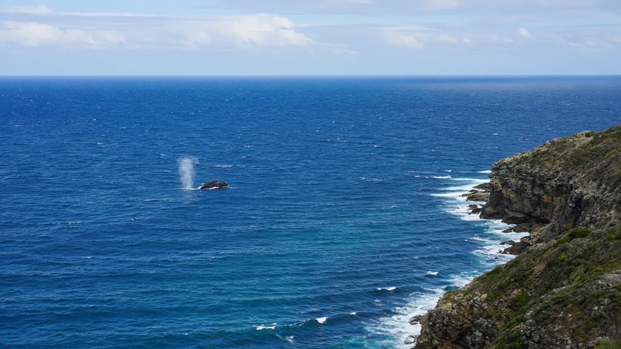 Generated illustration of a distant humpback whale blow seen from a high rocky Australian clifftop over sapphire water, with no boat in frame.