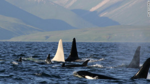 120423073022-albino-killer-whale-horizontal-gallery