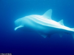 albino-whale-shark-2