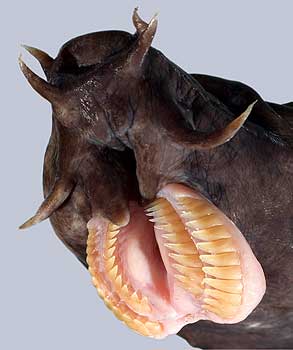 hagfish-teeth