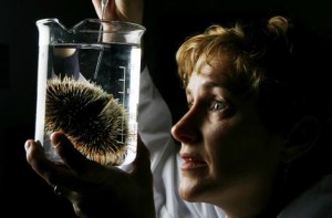 Dr Jane Williamson with a sea urchin