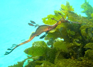 Weedy sea dragon