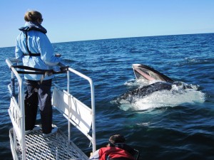 Whale researcher gets close to a feeding humpback in Twofold bay