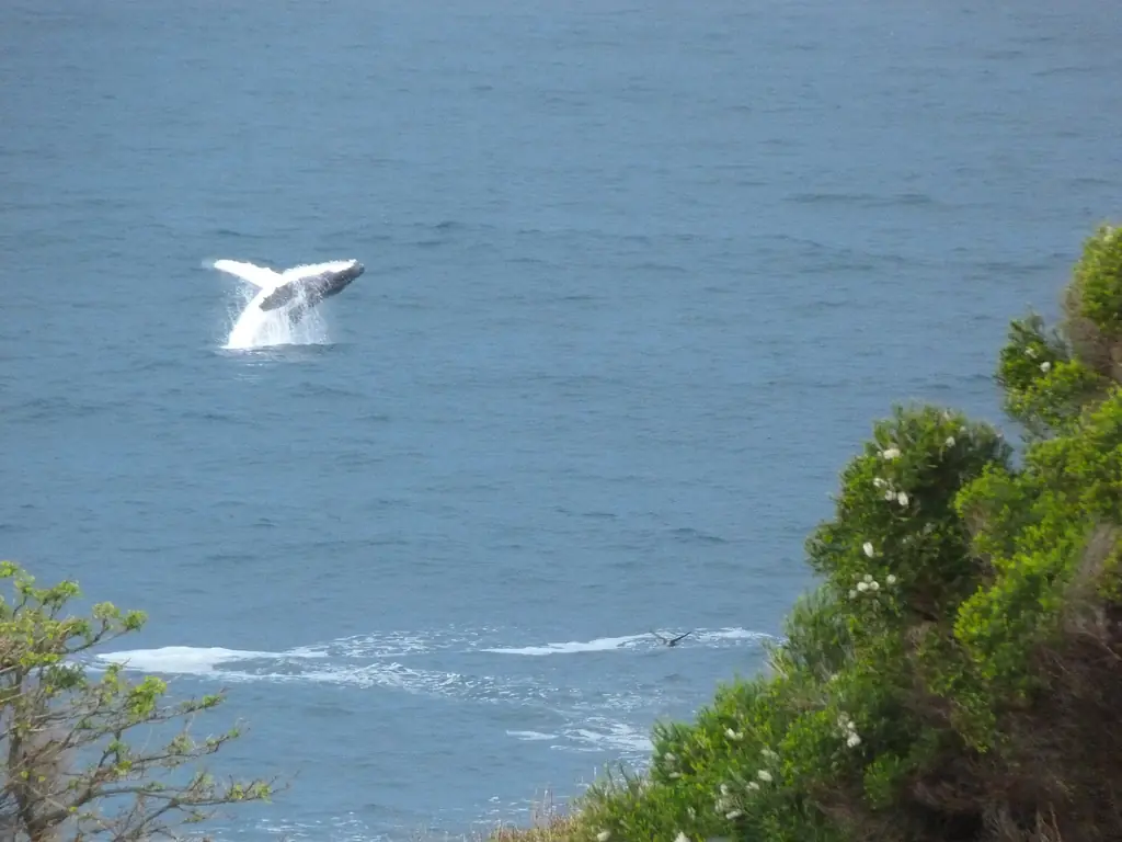 A humpback whale surfacing off Merimbula during the spring migration